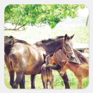 Mares und Foals Quadratischer Aufkleber