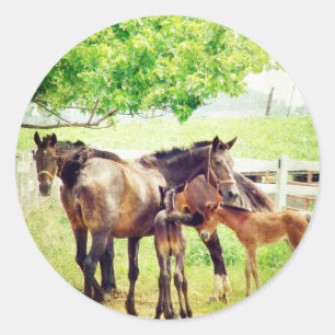 Mares und Foals Runder Aufkleber