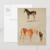 Mares und Fohlen Postkarte (Vorne/Hinten)