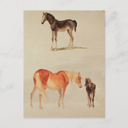 Mares und Fohlen Postkarte (Vorderseite)