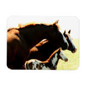 Mares und Foul Pferde Magnet (Horizontal)