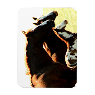 Mares und Foul Pferde Magnet