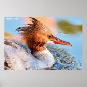 Marganser Duck Poster (Vorne)