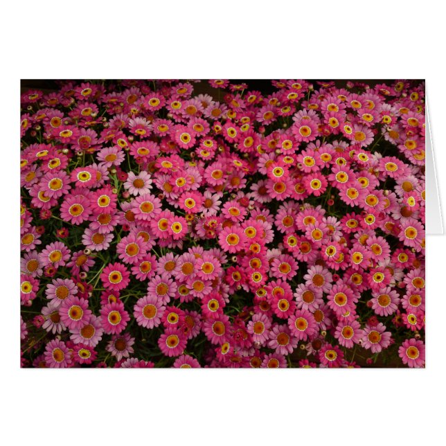 MARGARITA DAISIES (Vorderseite (Horizontal))