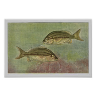 Margate Fish Vintag Fish Print Fotodruck