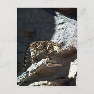 Margay Cat Postkarte