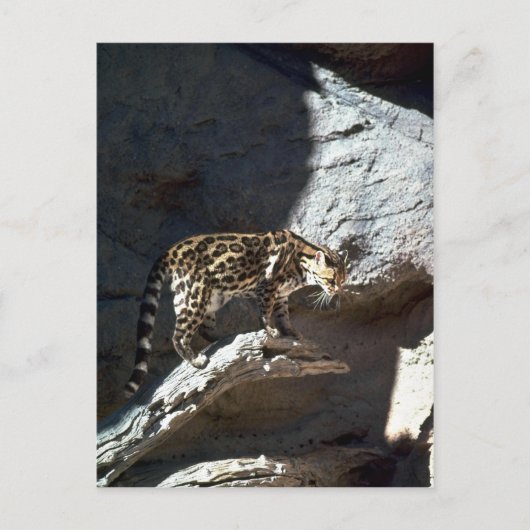 Margay Cat Postkarte (Vorderseite)