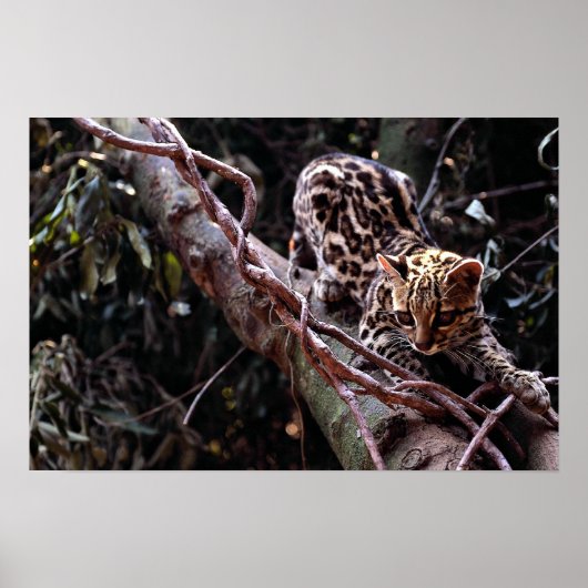 Margay (Felis wiedi) in Baum Poster (Vorne)