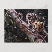 Margay (Felis wiedi) in Baum Postkarte (Vorderseite)