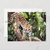 Margay (Felis wiedi) in Baum Postkarte (Vorne/Hinten)