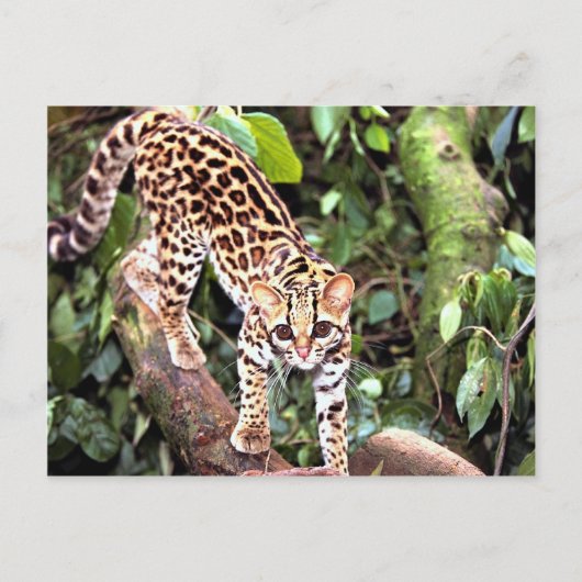 Margay (Felis wiedi) in Baum Postkarte (Vorderseite)