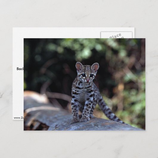 Margay (Felis wiedi) Kätzchen in Baum Postkarte (Vorne/Hinten)
