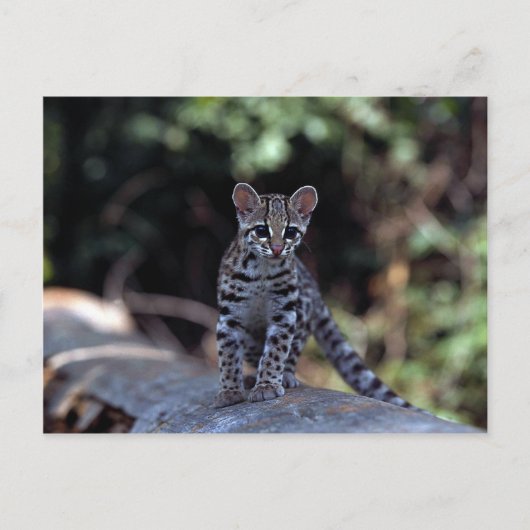 Margay (Felis wiedi) Kätzchen in Baum Postkarte (Vorderseite)