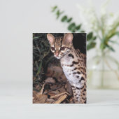 Margay (Felis wiedi) Postkarte (Stehend Vorderseite)