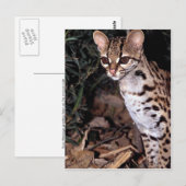Margay (Felis wiedi) Postkarte (Vorne/Hinten)