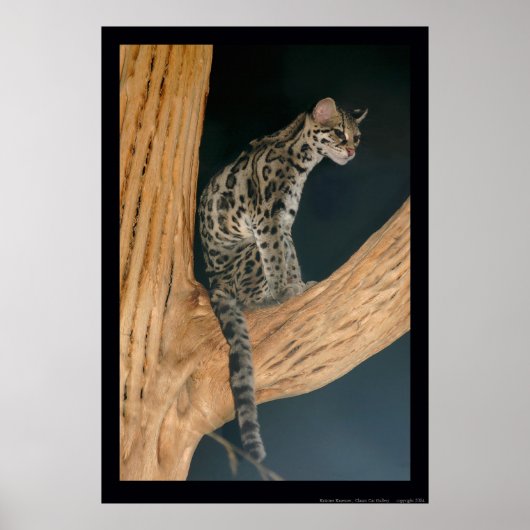 Margay (Leopardus weidii) Poster (Vorne)