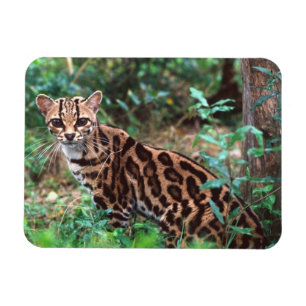 Margay, Leopardus wiedi, Heimat Mexiko bis Magnet