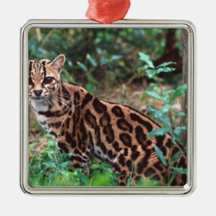 Margay, Leopardus wiedi, Heimat Mexiko bis Ornament Aus Metall