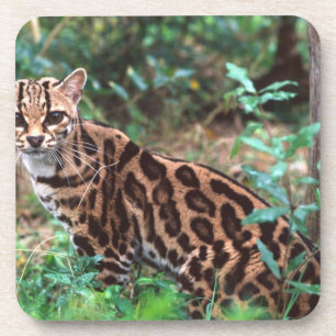 Margay, Leopardus wiedi, Heimisch in Mexiko bis Untersetzer