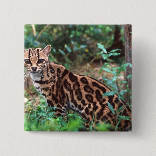 Margay, Leopardus wiedi, Ureinwohner von Mexiko na Button (Vorderseite)