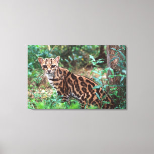 Margay, Leopardus wiedi, Ureinwohner von Mexiko na Leinwanddruck