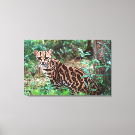 Margay, Leopardus wiedi, Ureinwohner von Mexiko na Leinwanddruck (Vorderseite)