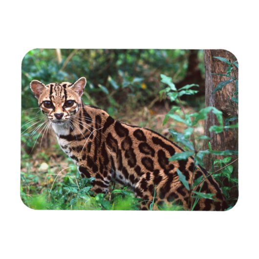 Margay, Leopardus wiedi, Ureinwohner von Mexiko na Magnet (Horizontal)