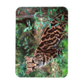 Margay, Leopardus wiedi, Ureinwohner von Mexiko na Magnet (Vertikal)