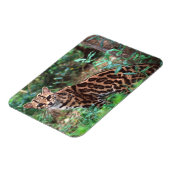 Margay, Leopardus wiedi, Ureinwohner von Mexiko na Magnet (Linke Seite)