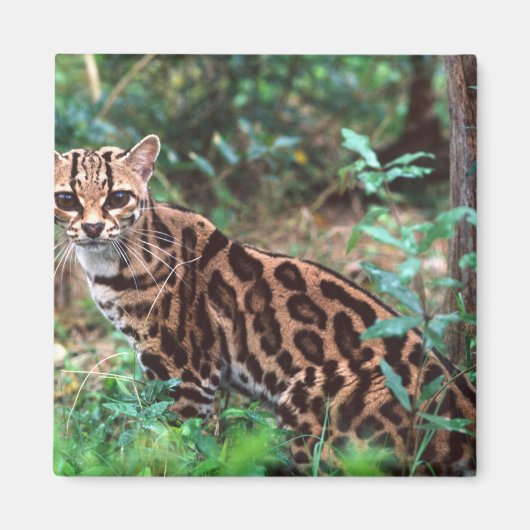 Margay, Leopardus wiedi, Ureinwohner von Mexiko na Magnet (Vorne)