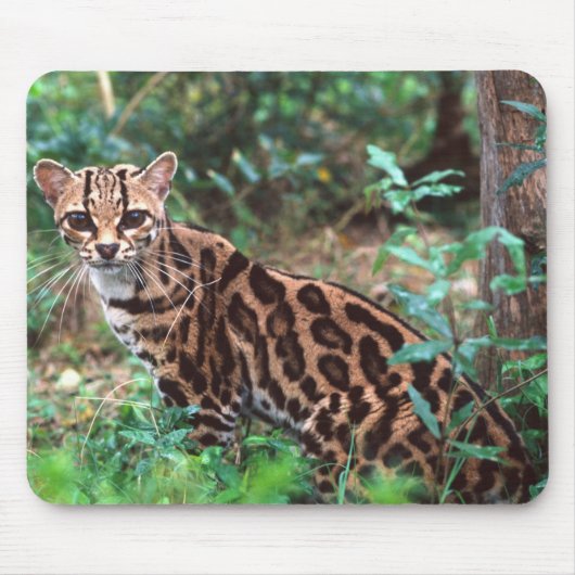 Margay, Leopardus wiedi, Ureinwohner von Mexiko na Mousepad (Vorne)