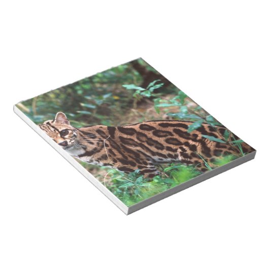 Margay, Leopardus wiedi, Ureinwohner von Mexiko na Notizblock (angewinkelt)