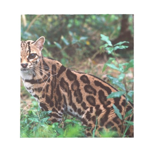 Margay, Leopardus wiedi, Ureinwohner von Mexiko na Notizblock (Vorderseite)