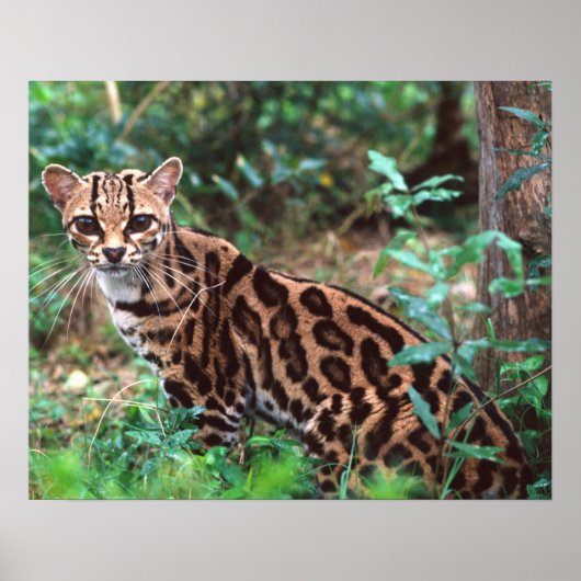 Margay, Leopardus wiedi, Ureinwohner von Mexiko na Poster (Vorne)