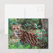 Margay, Leopardus wiedi, Ureinwohner von Mexiko na Postkarte (Vorne/Hinten)