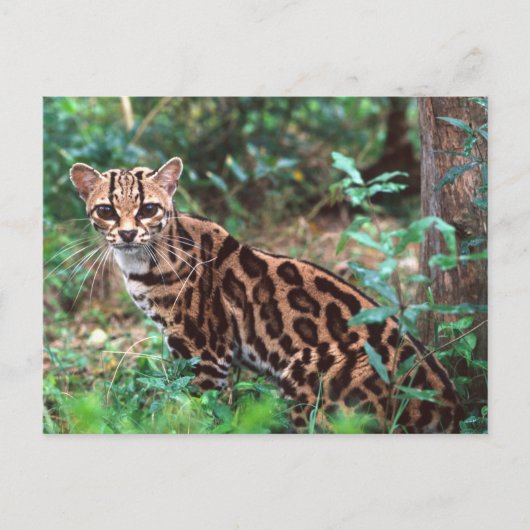 Margay, Leopardus wiedi, Ureinwohner von Mexiko na Postkarte (Vorderseite)
