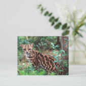 Margay, Leopardus wiedi, Ureinwohner von Mexiko na Postkarte (Stehend Vorderseite)