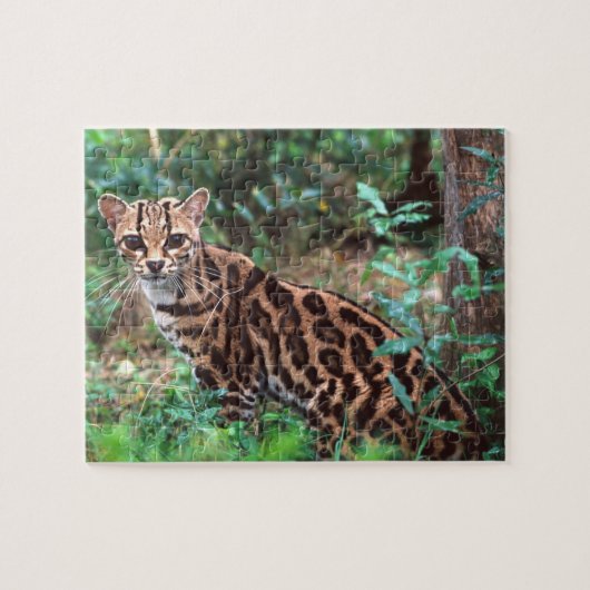 Margay, Leopardus wiedi, Ureinwohner von Mexiko na Puzzle (Horizontal)