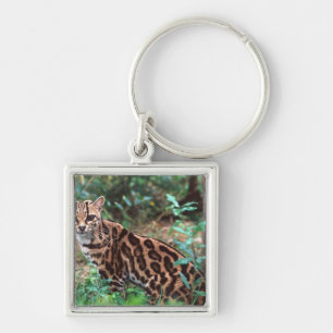 Margay, Leopardus wiedi, Ureinwohner von Mexiko na Schlüsselanhänger