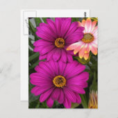 Margeriten - Postkarte (Vorne/Hinten)