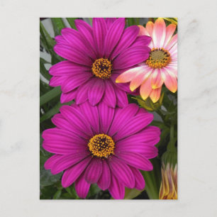 Margeriten - Postkarte