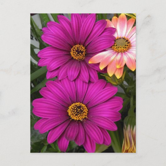 Margeriten - Postkarte (Vorderseite)