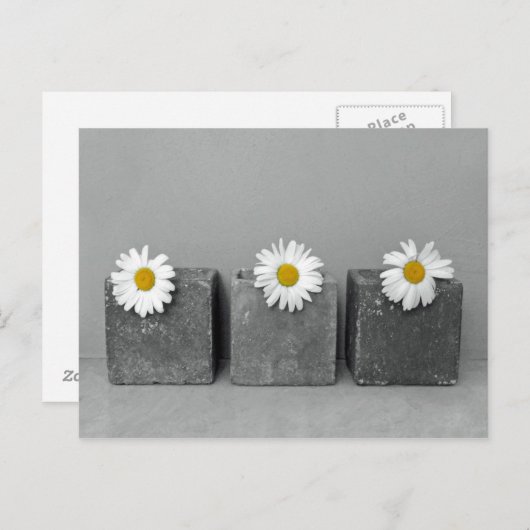 Margeriten Postkarte (Vorne/Hinten)