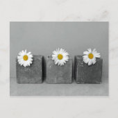 Margeriten Postkarte (Vorderseite)