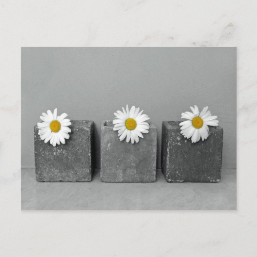 Margeriten Postkarte (Vorderseite)