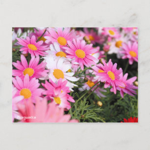 Marguerite [Postcard] Postkarte