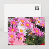 Marguerite [Postcard] Postkarte (Vorne/Hinten)