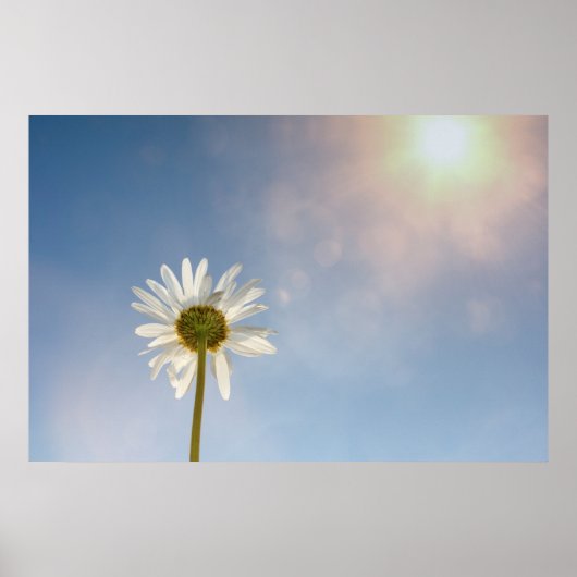 Marguerite Poster (Vorne)