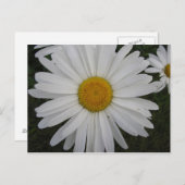 Marguerite Postkarte (Vorne/Hinten)