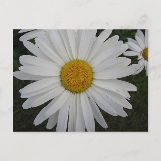 Marguerite Postkarte (Vorderseite)